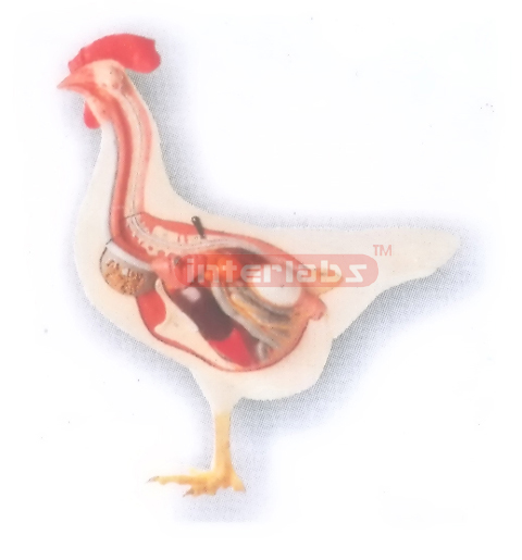 HANGING CHICKEN ANATOMICAL MODEL